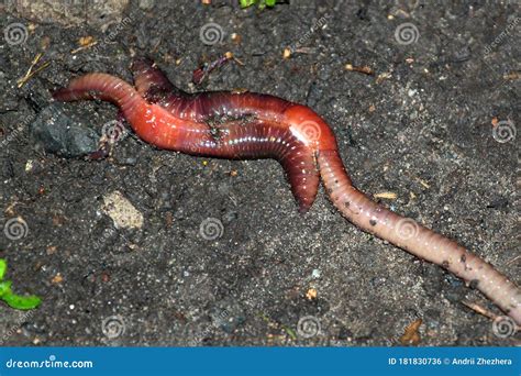Do earthworms have 2 genders?